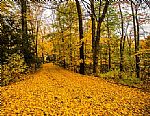 YELLOW FOREST