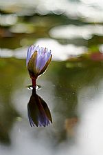 ניצן על המים