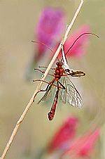 Orange Parasite Wasp