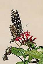 זנב סנונית הלימון