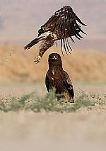 עיט צפרדעים