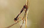 Robber flies