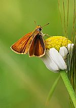 נחושת השעורה