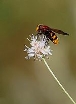 Volucella zonaria 