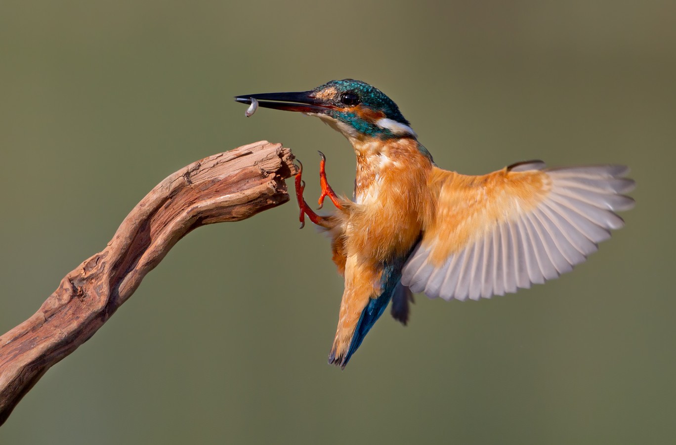 By: Amnon  Eichelberg