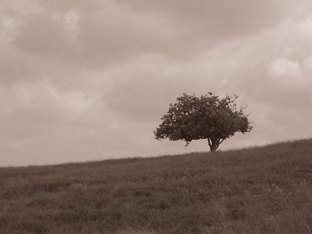 By: Niv Cohen