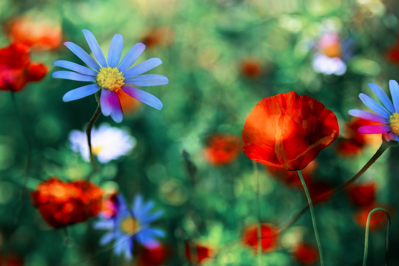 By: Orit Gafni