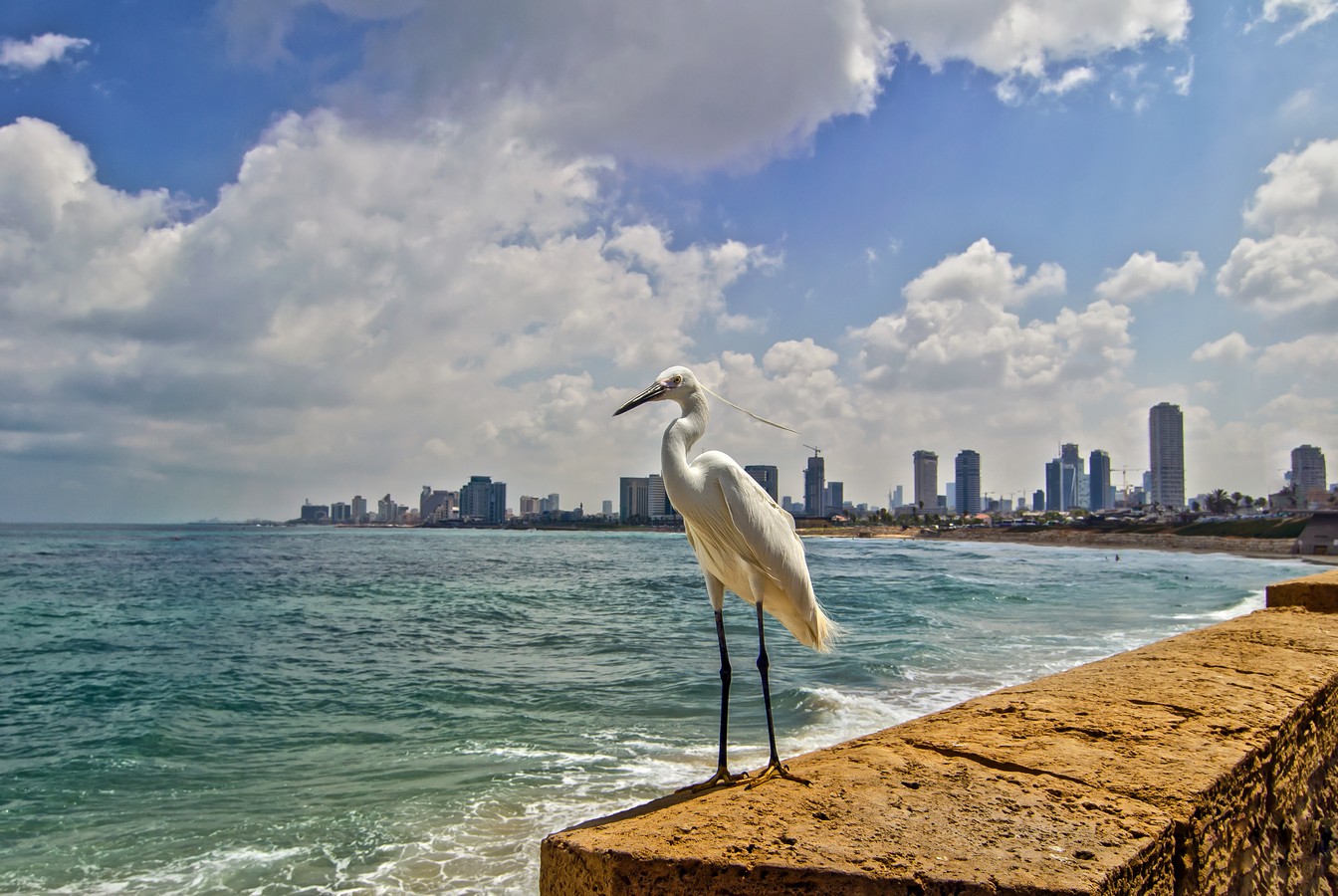 By: shmuel hiskiyahu