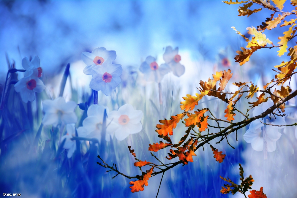 By: Orit Gafni