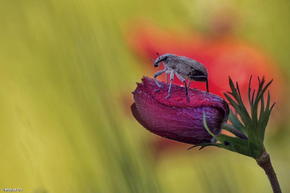 By: Raphael Abecassis