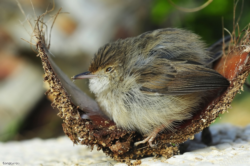 By: Raphael Abecassis