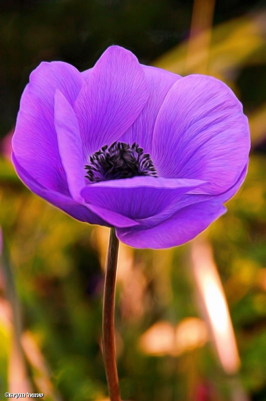 By: shmuel hiskiyahu