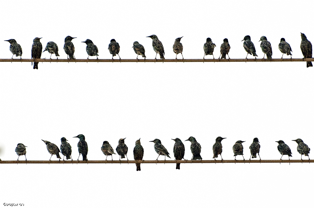 By: Raphael Abecassis