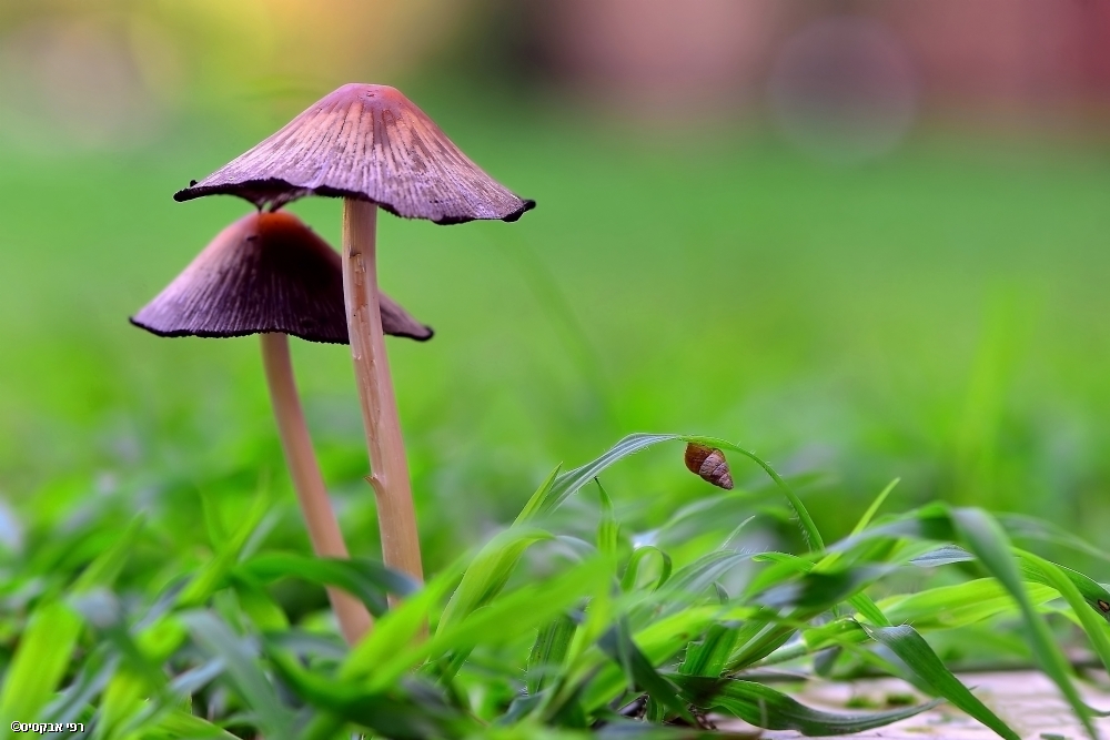 By: Raphael Abecassis