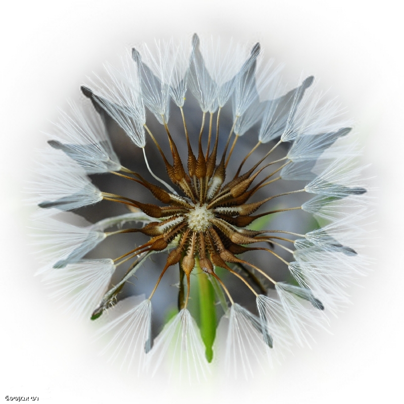 By: Raphael Abecassis