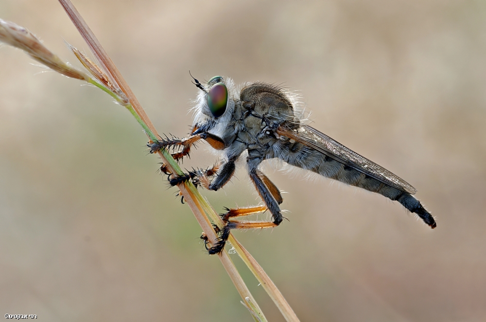 By: Raphael Abecassis