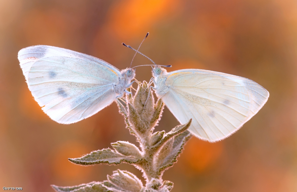 Photographer: motifadida