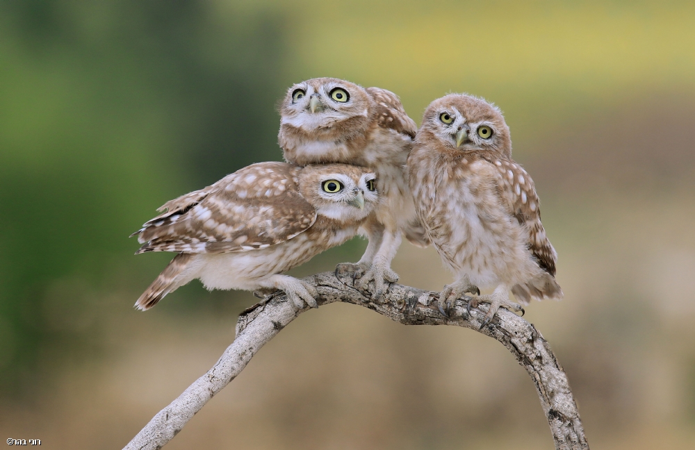 Photographer: roni bahar