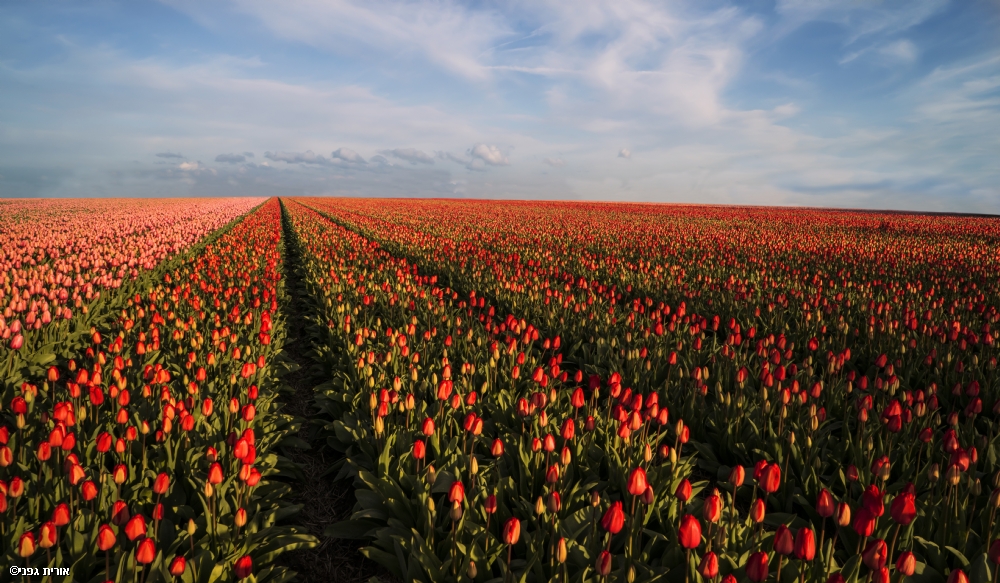 Photographer: oritgafni