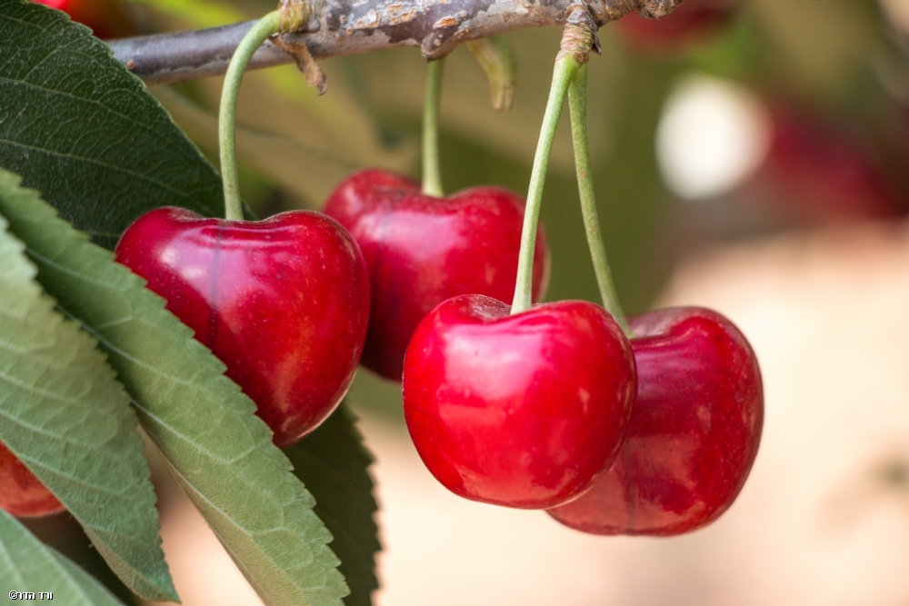 Photographer: veredhadar