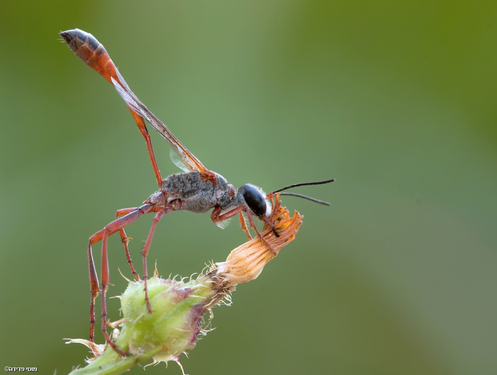 Photographer: motifadida