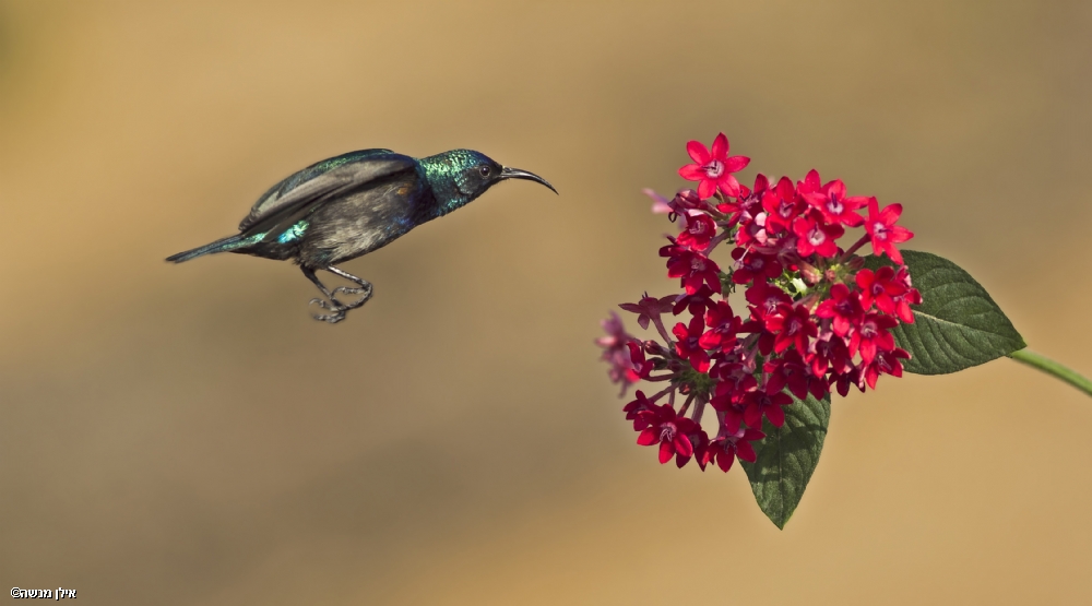 Photographer: ilanmenashe