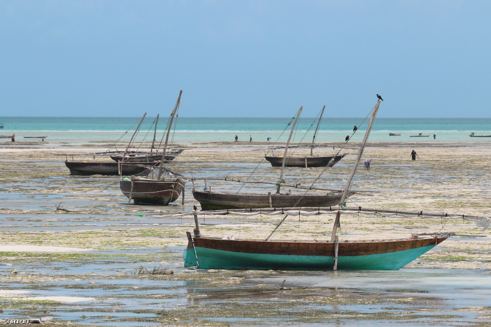 Photographer: roni bahar