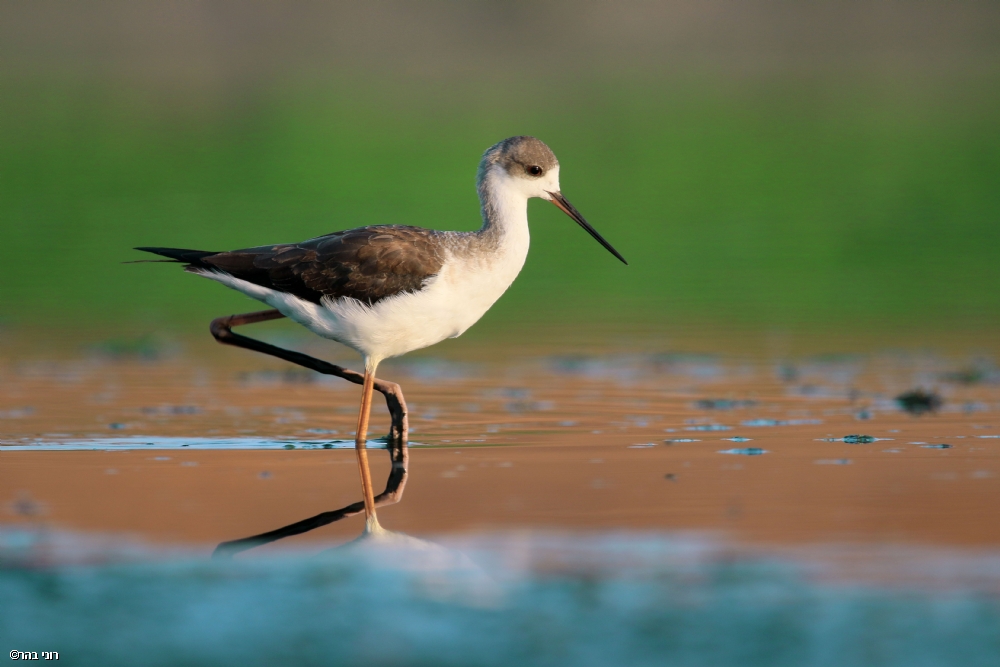 Photographer: roni bahar