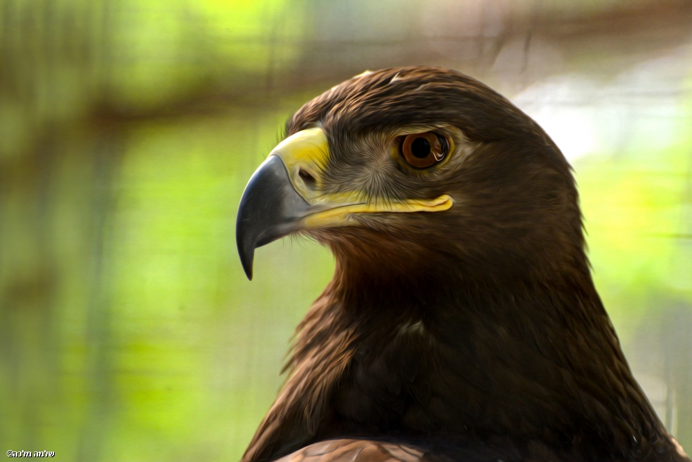 Photographer: shlomomalka