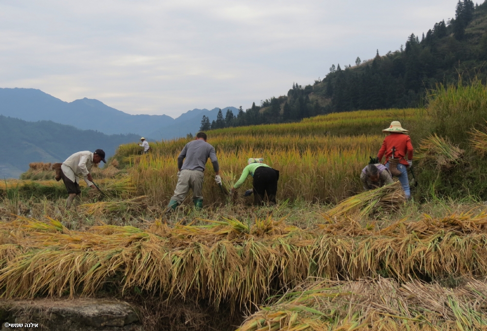 Photographer: ilanashimshi