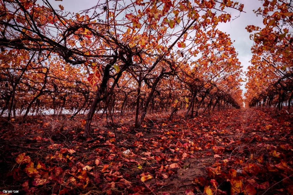 Photographer: ovivaron