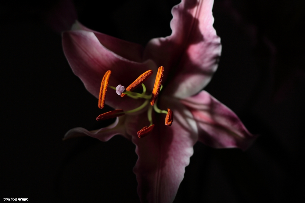 Photographer: nikolaytatarchuk