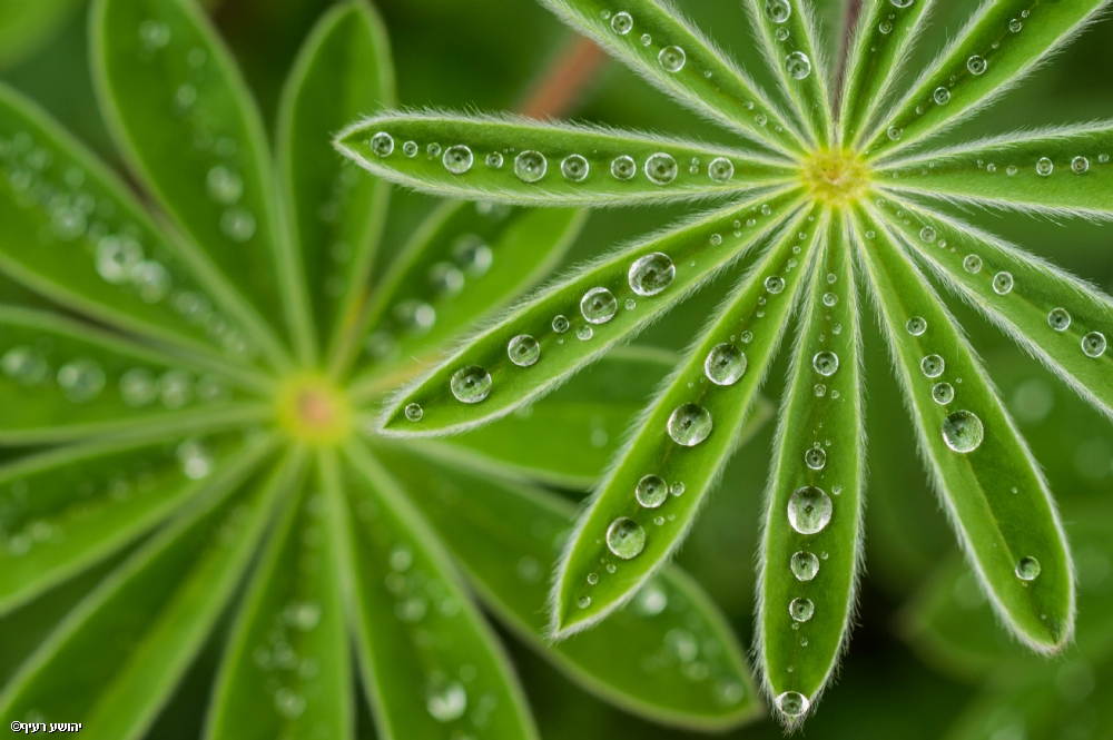 Photographer: joshua raif