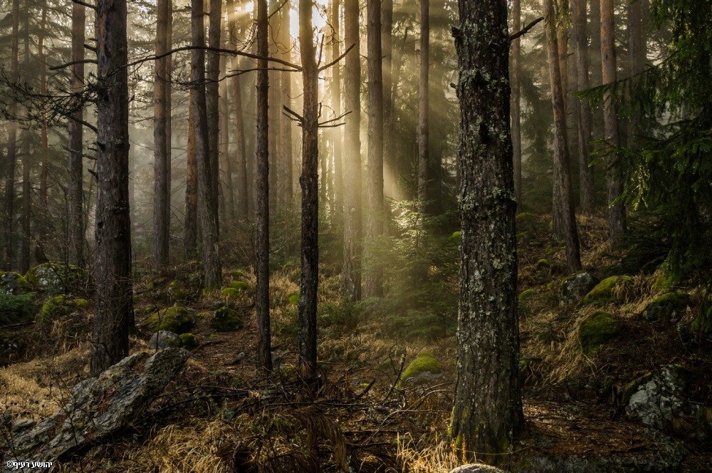 Photographer: joshua raif