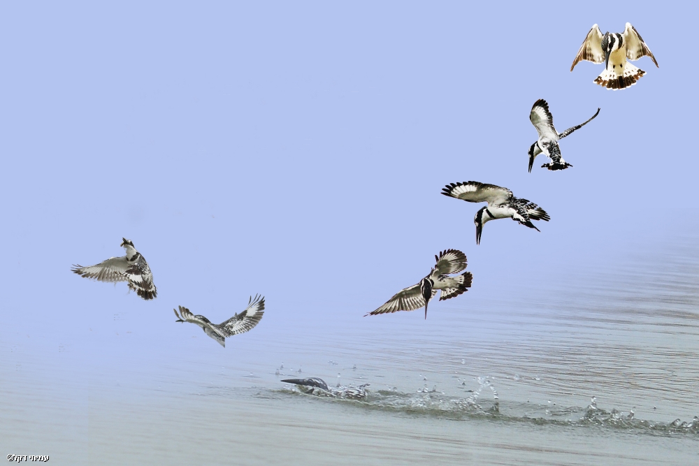 Photographer: amihaidekel