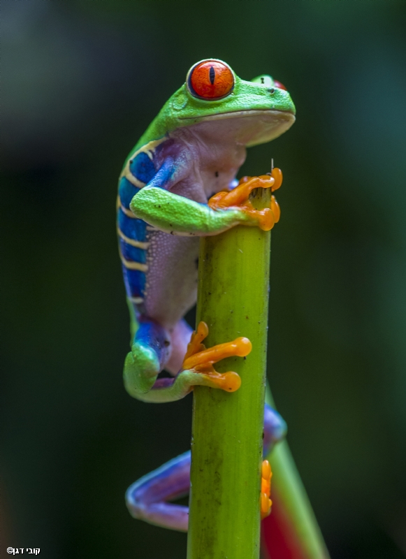 Photographer: kobbydagan