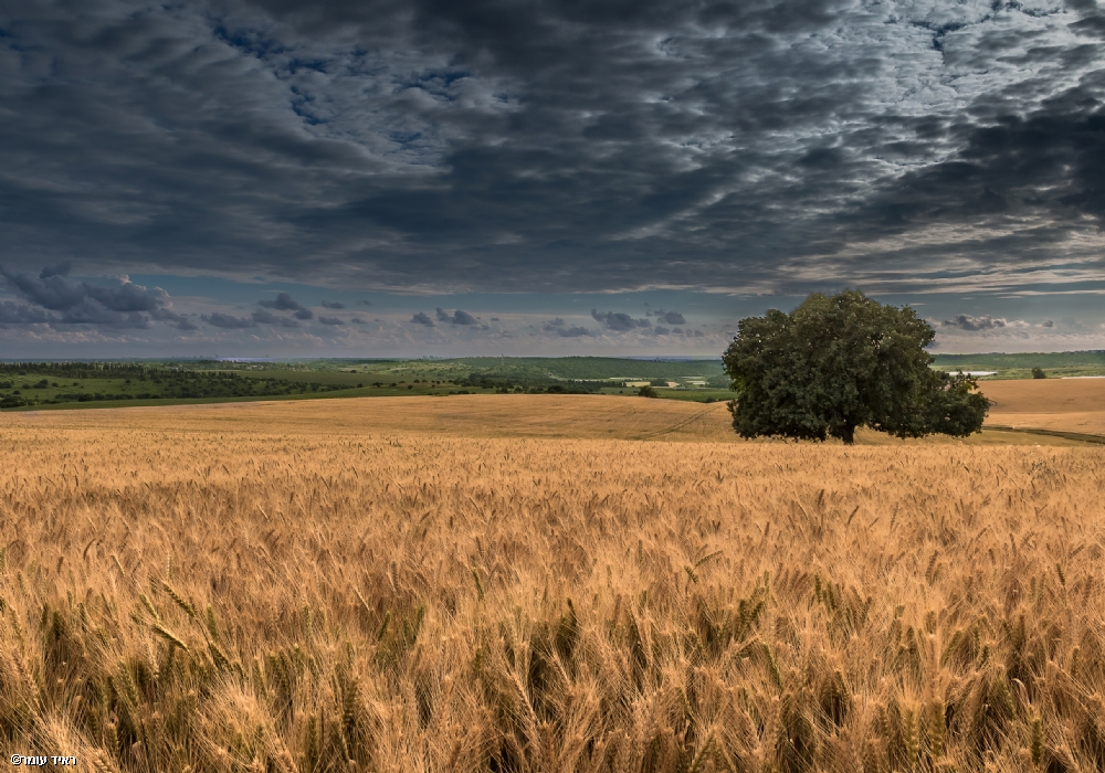 Photographer: raidomar