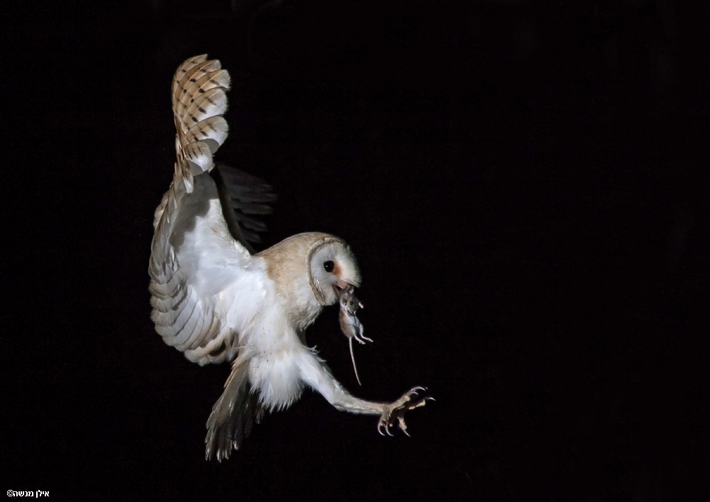 Photographer: ilanmenashe