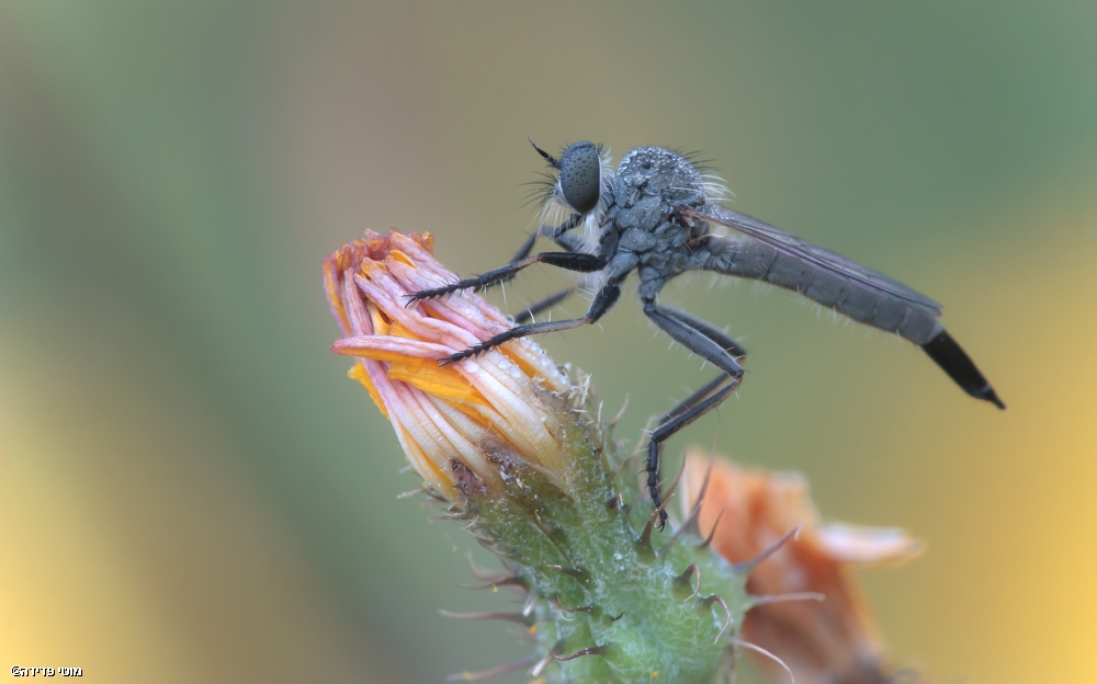 Photographer: motifadida