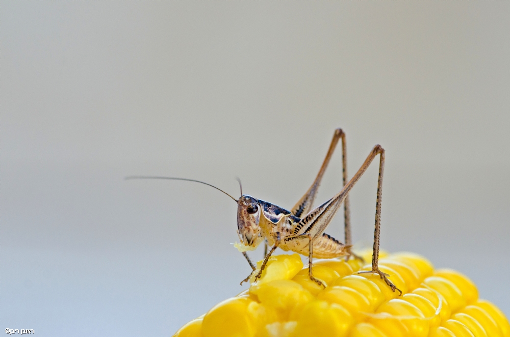 Photographer: reuvenriven