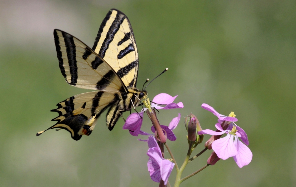 Photographer: israelsade