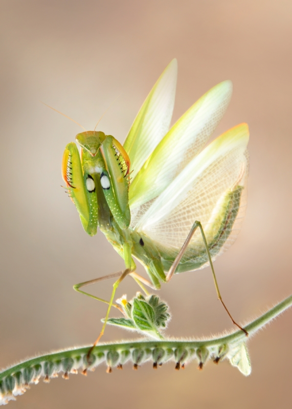 Photographer: irademidov