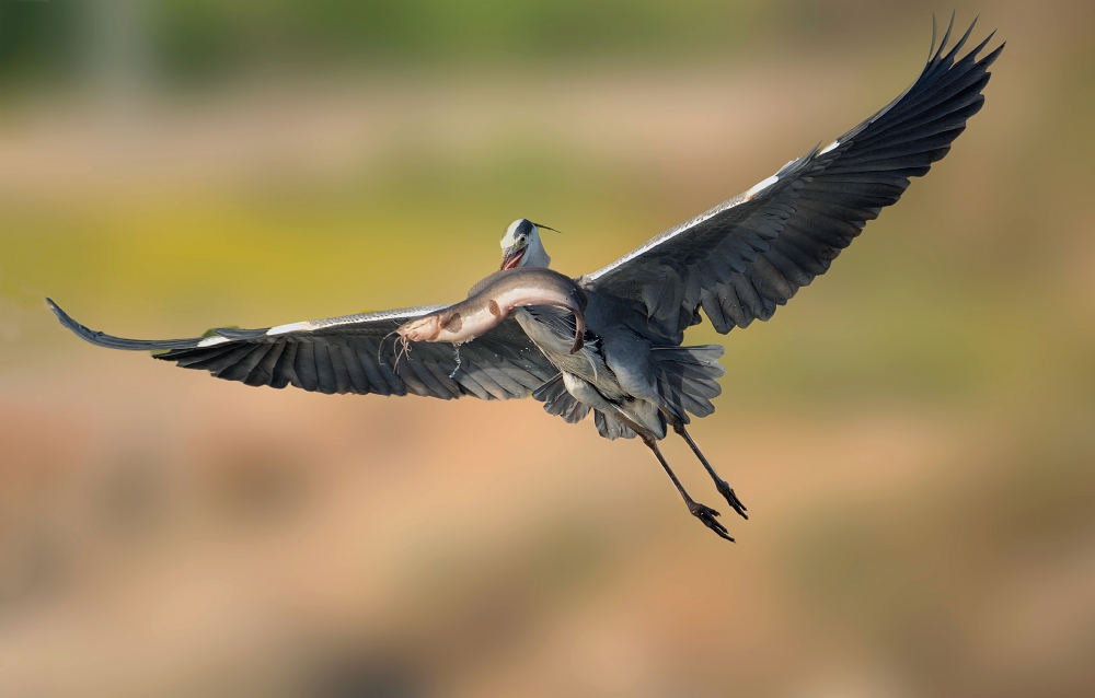 Photographer: moshemallal