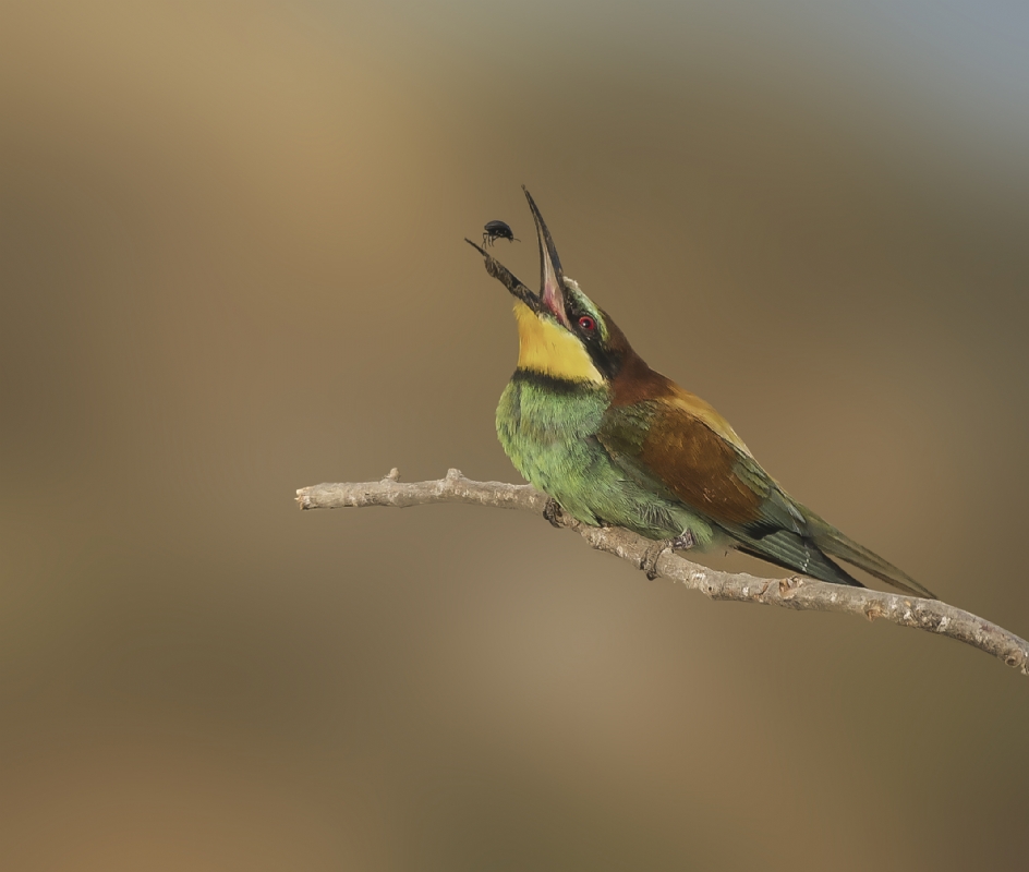 Photographer: moshemallal