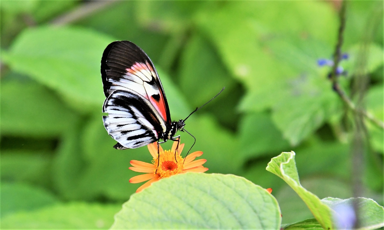 Photographer: amihaidekel