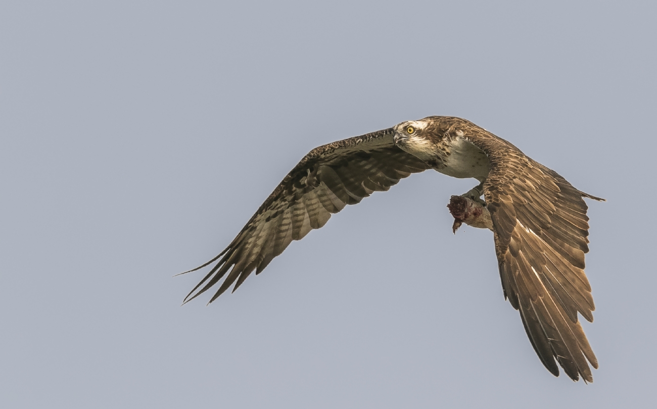 Photographer: frischoff noam