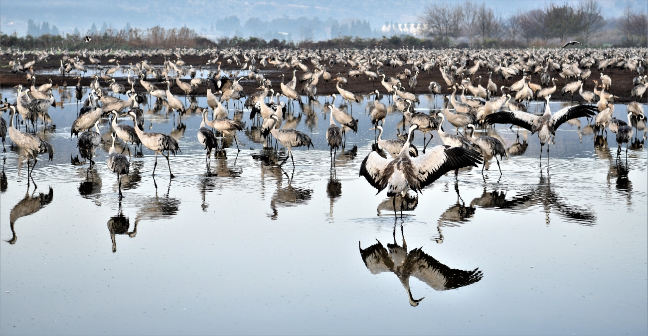 Photographer: amihaidekel