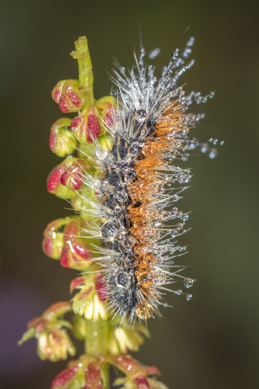 By: Nikolay Tatarchuk