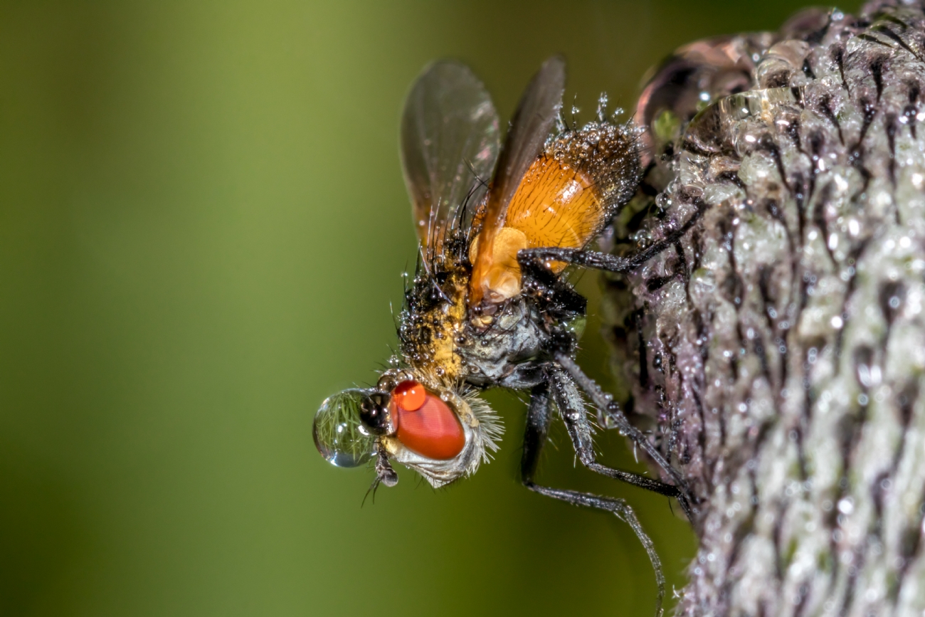 By: Nikolay Tatarchuk