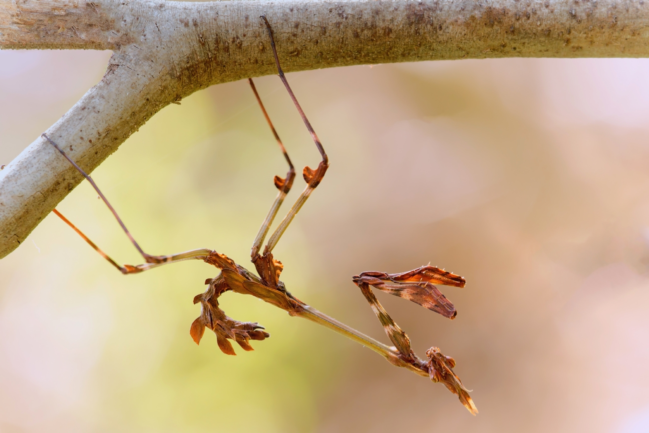 Photographer: motifadida